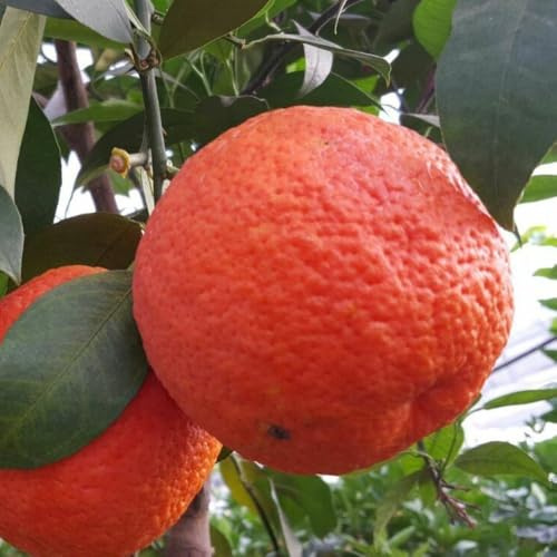 PIANTA DI ARANCIO VANIGLIA ROSSA in vaso 24 - età 3/4 anni (foto reali)