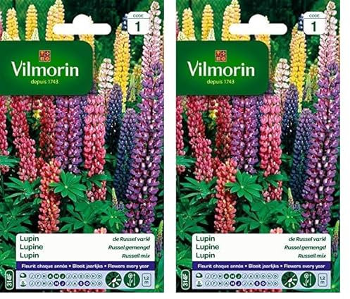 Vilmorin 5345741 Lupin de Russel varie Multicolore 9 x 0.5 x 16 cm (Lot de 2)