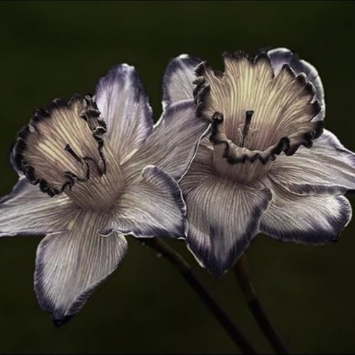 Narciso bulbi,piante erbacee perenni,Narcisi bulbi rosa,narciso fiore bulbi,Narcisi bulbi mix,bulbi di fiori doppi,Bulbi belli e sani,Daffodil bulbi(senza semi,non artificiali)-4bulbi-D