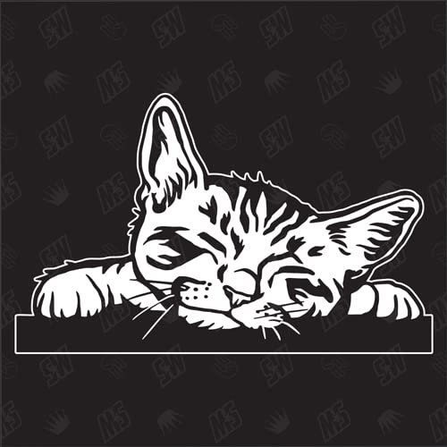 speedwerk-motorwear Kätzchen Version 5 - Sticker, Aufkleber, Hauskatze, süße Katze, Katzenaufkleber, Cat, Autoaufkleber, Cute Kitten, Katzenbaby, Auto, Tiere, Haustier (AUCH MIT Wunschname MÖGLICH)