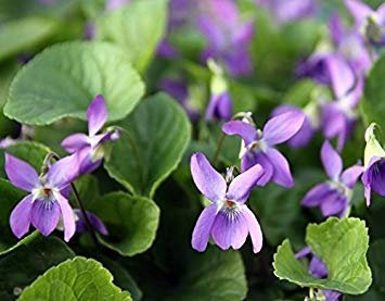 Sweet Violet, English Violet seeds - Viola odorata -