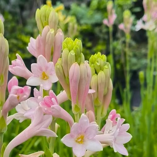 bulbi tuberosa, decorazione da giardino per esterni resistenti per il giardino da balcone bulbi precoce regali gli amanti del esterno resistenti vecchie 1pcs
