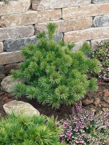 Mädchenkiefer Pinus parviflora Kiomatsu 20-25 cm Bonsai winterhart | Sonniger bis halbschattiger Standort, ideal für Bonsai-Schale und Steingarten, langsam wachsend, dekorative Nadeln