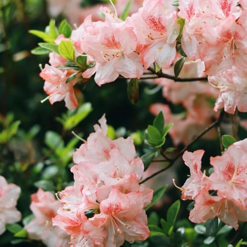 semi di rododendro, semi di azalee, Le da giardino sono semi di Le da giardino 120pcs