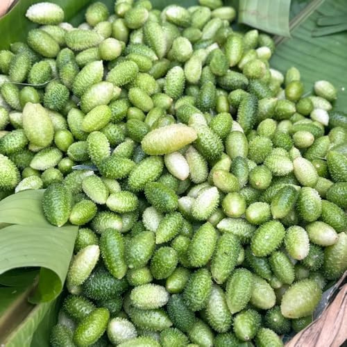 gurkensamen alte sorten - exotische balkongewächshäuser winterhart garten 200pcs