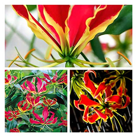 Gloriosa Superba Rothschildiana x 3 Glory Lily Tubers. Rare and Stunning Summer Flowers