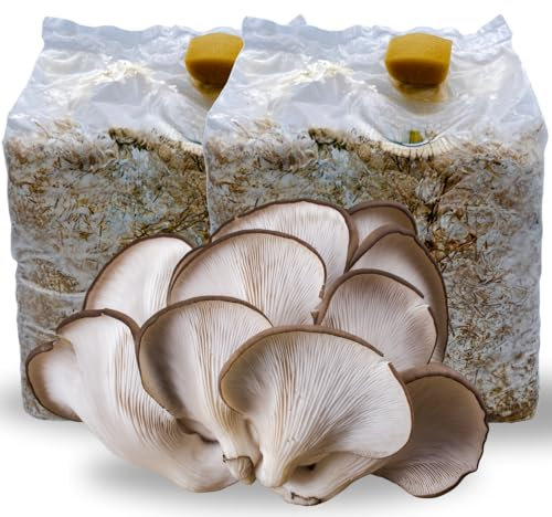acquaverde | 2 Kit Coltivazione Funghi Pleutorus Ostreatus, Orecchione o Sfiandrina, Fungo Ostrica, Micelio Selezionato di Prima Scelta, Facile Coltivazione, Ballette da 3 Kg