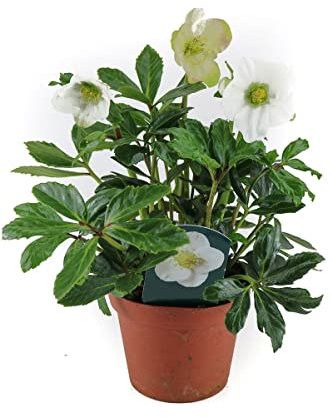Helleborus niger, Christrose, Schneerose, Gärtnerqualität