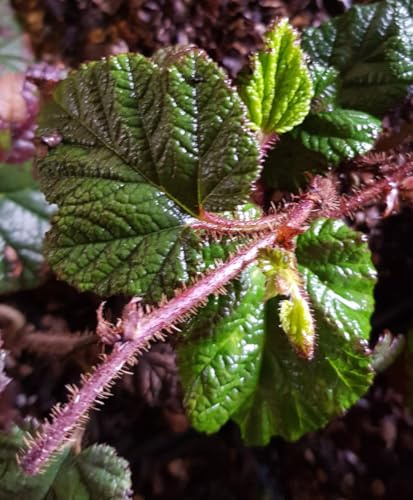 Rubus pentalobus 'Emerald Carpet' / Framboisier rampant de Taïwan/Godet/Petit-fruit