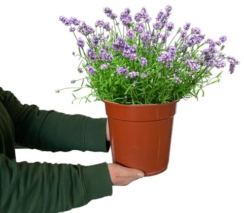 Lavendel Busch groß – Lavandula angustifolia im 23 cm Topf – Winterhart & pflegeleicht – Bienenfreundlich & ungiftig – XXL Blütenmeer für Balkon & Garten – 50–60 cm hoch | Green Me Up