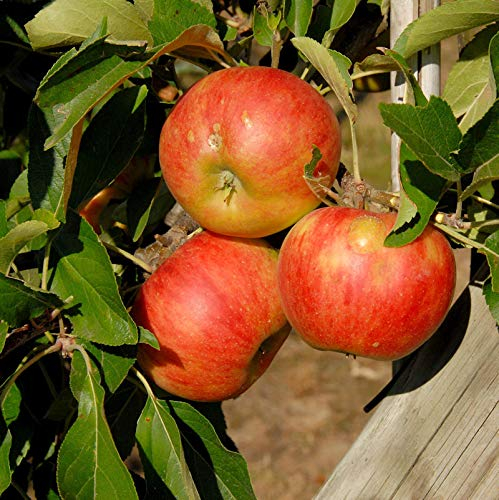 Apfelbaum Elstar 60-80cm - feinwürzig und edel - lebende Gartenpflanze aus den Baumschulen