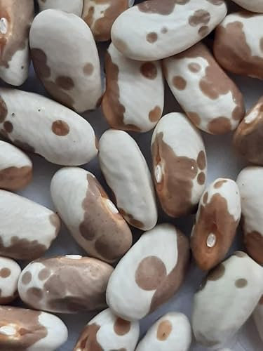 Fagiolo Jacob's Cattle Gold-SEMI-