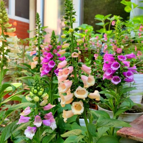 semillas de dedalera, Digitalis purpurea, silvestres decoración exterior resistentes variedades antiguas mariposas raras balcón 200pcs