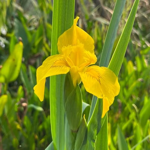 iris - selvatici perenne sostenibili da appartamento forniture da giardino selvatici balcone decorazioni giardino per esterni 6bulbi