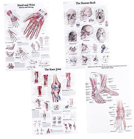 QUMIIRITY 4 Stück Poster zur Menschlichen Anatomie Skelettmuskulatur Papier Langlebig Reißfest Lehrbild Medizinisch Lernhilfe für Zuhause und Büro
