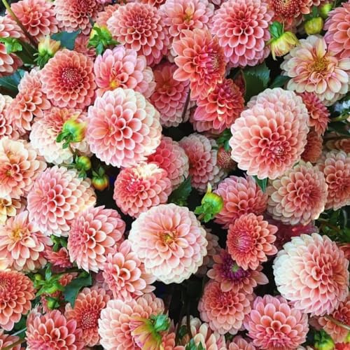 Bulbi di dalia，Raro Rizoma Di,Perenne resistente， Grande Formato, Perfetta Idea Regalo, Facile Da Pulire，Crescita rapida，Piantagione a sorpresa-6bulbi-e