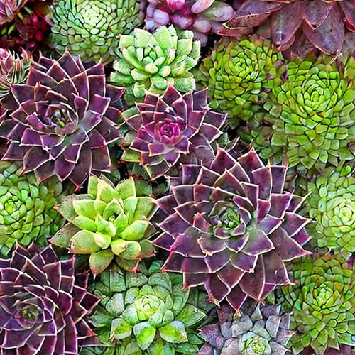 House Leek Sempervivum Species Mixed Seeds - 'Sempervivum' - 65 Organic Flower Rock Garden Seeds