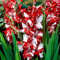 100 graines de fleurs de glaïeul