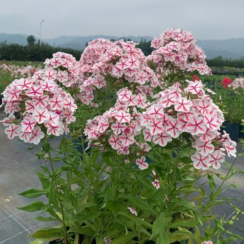 phlox bodendecker - hochbeete für garten winterharte mehrjährig dekoration wohnzimmer 600samen