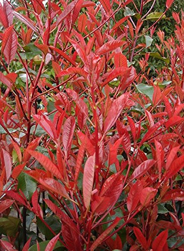 Stauden Gänge 1 x Photinia fraseri 'Little Red Robin' (Gehölz/Heckenpflanze/Winterhart/Mehrjährig/Immergrün) Kleine Rote Glanzmispel - Kompakte Eleganz in strahlendem Rot - Blickfang
