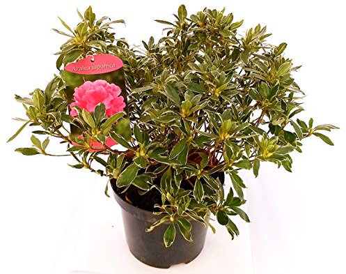 POWERS TO FLOWERS - AZALEA SILVER QUEEN VARIEGATA, pianta vera