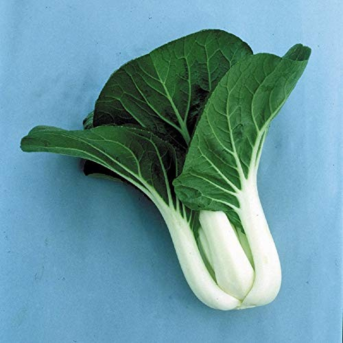 Graines de Pak Choi Joi Choi Oriental de Kings Seeds