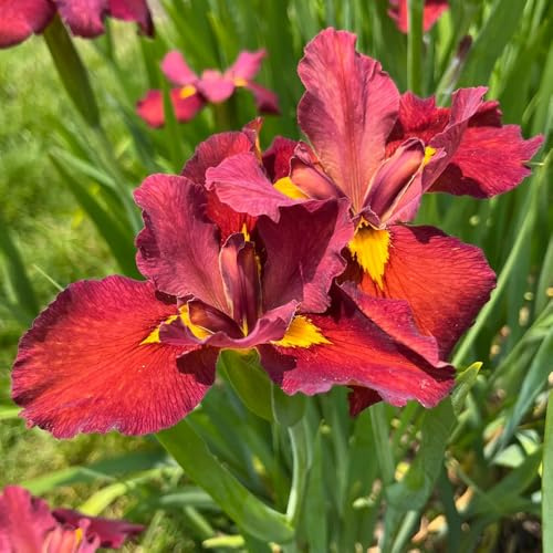 Bulbos de iris perenne resistente - jardín interior balcón decoración raras 5pcs