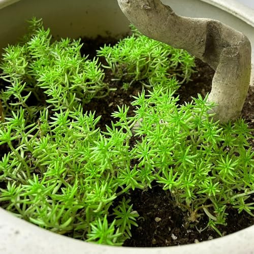 Semillas de sedum en decoración jardín exterior orgánicas 450pcs