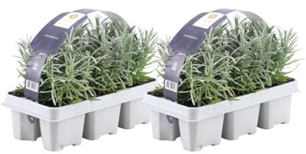 Plants by Frank | 12 Plantes de lavande vraie | Lavandula angustifolia | Ø 7 cm, 15 cm | Plantes vivaces | Idéales en bordure, en massifs et en pots | Plantes d’extérieur | Jardin