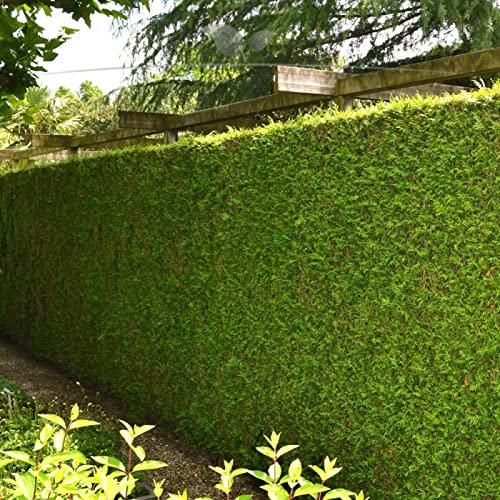 Gardline - Lebensbaum plicata Martin 160-180 cm. 3-150 Bäume. Grüner Thuja Sichtschutz Zaun - 7 St. (ca. 3 Meter)