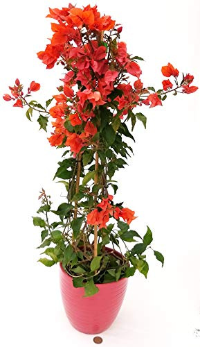 POWERS TO FLOWERS - BOUGAINVILLEA ROSSA IN VASO CERAMICA ROSSO, BUGANVILLEA, pianta vera
