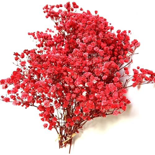 QZKJQDD Trockenblumen - Schleierkraut Getrocknet, Trockenblumen Zum Basteln, Getrocknete Blumen Deko - Geeignet für Geschenkbox, Scrapbooks, Duftkerzen Handgefertigt (Rot—5 Stöcke)