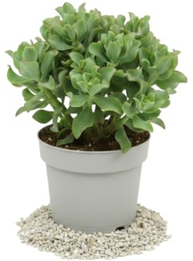 DECOALIVE Maceta 12 cm Crassula Arborescens, Planta Jade Plata para Escritorio, Estantería y Luz Natural, 20 cm