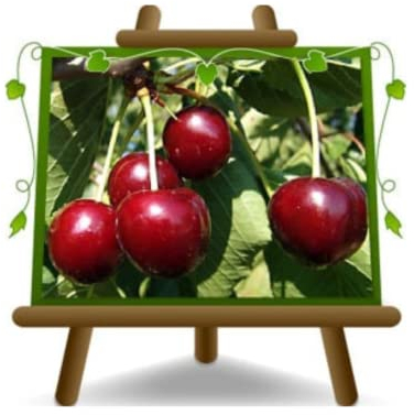 EURO PLANTS VIVAI Ciliegio Dolce Celeste Pianta da Frutto su Vaso da 20 - Pianta Max 170 cm -2 Anni