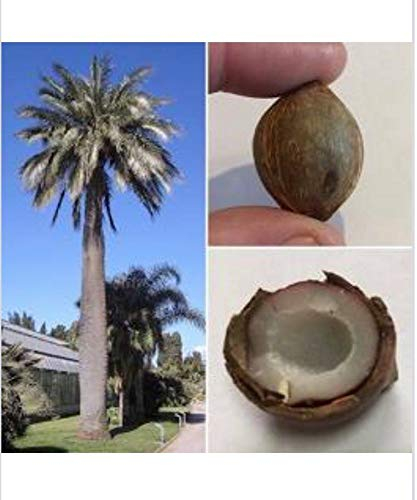 Mini-Kokosnuss Palme 2 Samen, Winterhart bis -15 Grad -Rarität-