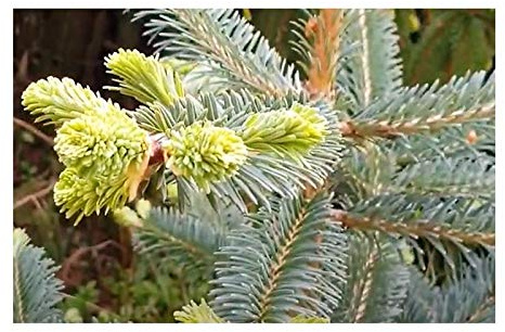 Stk - 10x Abies magnifica Pracht-Tanne Tannenbaum Pflanzen - Samen B500 - Seeds & Plants Shop by Ipsa