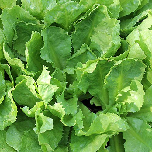 400 Broadleaf Batavian Endive Seeds for Planting Chicory Seed Heirloom Non GMO 1+ Grams of Seeds Garden Vegetable Bulk Survival