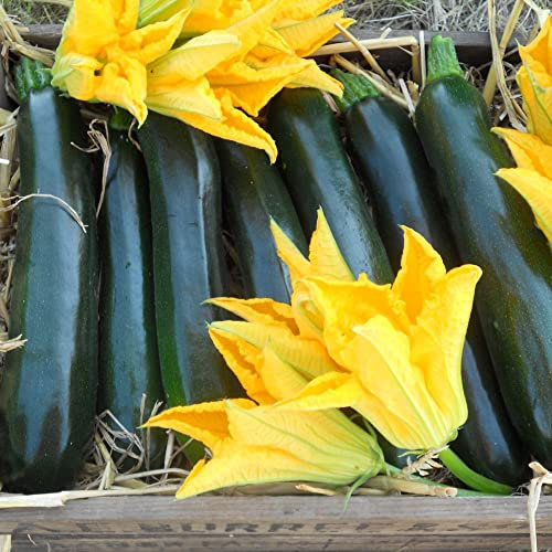 Courgette Seeds 'British Summertime' F1 Hybrid Cucurbita Pepo Zucchini Half-Hardy Annual Easy to Grow Your Own Garden Vegetables 1x Packet (Approx. 6 Seeds) by Thompson and Morgan