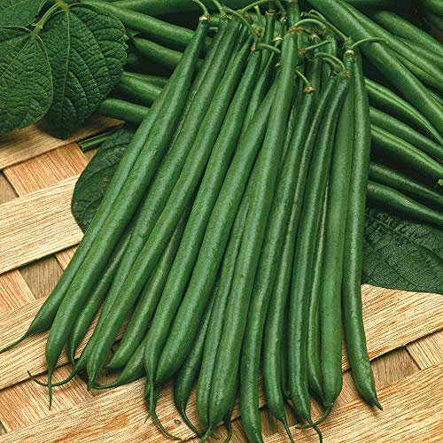 Dwarf Bean Seeds 'Boston' Half-Hardy Annual Vegetable Garden Plants Easy to Grow Your Own Sow at Home1 Packet of 100 Seeds by Thompson and Morgan