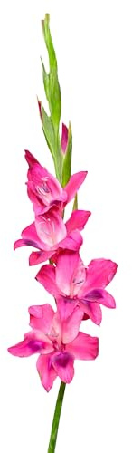Gladiolenzwiebeln 60 x 'Vulcano' - The Bulb Farmers - Sommer - in den Niederlanden gezuchtet - Gladiolen Zwiebeln - Blumenzwiebeln