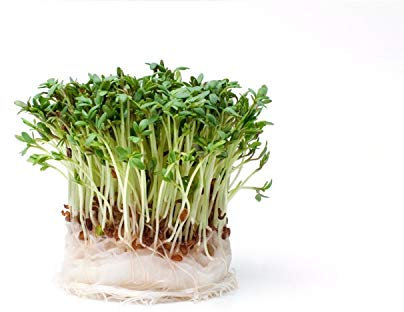 Cress Seeds - 1000 Seeds - Easy, Fast Growing, Tasty Salad Vegetable for Indoor or Outdoor, Great for Kids!