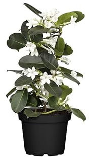 DECOALIVE Planta Jazmín del Madagascar con Flores de Color Blanco Ideal Interior