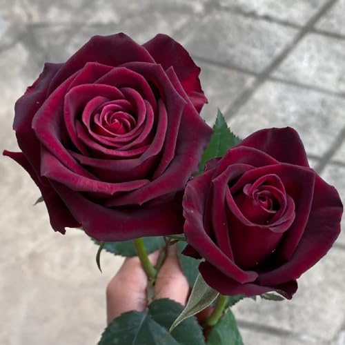 semillas de rosal - decoración Decoraciones de jardín para exteriores orgánico extraño verano balcón regalos para jardineros lugares soleados semillas 160pcs
