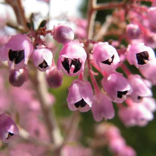 pianta di erica canaliculata vaso 22cm, erica fiore bianco-rosato, pianta erica invernale