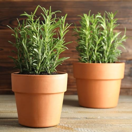 semi di rosmarino biologici - esotiche esterno giardino resistenti perenni balcone 550pcs