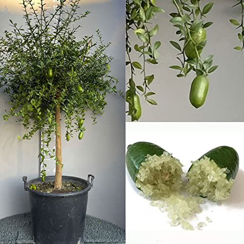 SAVINI VIVAI Planta de Limón, Caviar Verde, Faustrime, Árbol de Cítricos, Tilo, Plántula de Limón en Maceta, 35 cm Altura 120-140 cm 4 Años de Injerto,