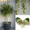 SAVINI VIVAI Zitronenpflanze, grüner Kaviar, Faustrime, Zitrusbaum, Fingerlimette, Zitronensetzling im Topf, 35 cm, Höhe 120–140 cm, 4 Jahre Veredelung, hergestellt in Italien