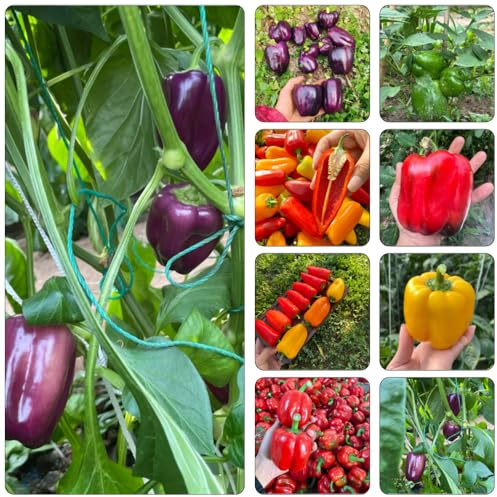 semi di peperone inverno giardino rocce semi biologici cucina varietà tradizionali 850pcs