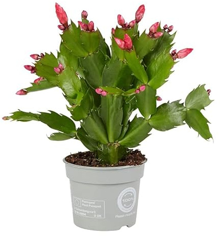 Flor Natural Cactus de Navidad Flor Pascua Schlumbergera