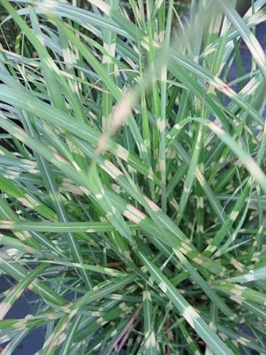 Miscanthus sinensis Little Zebra® - Chinaschilf Little Zebra® - Zwergiges Zebragras